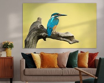 Kingfisher alcedo atthis
