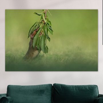 Europese veldhamster