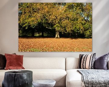 Beautiful autumn colors at the tree by Arjan van der Veer