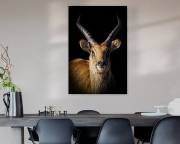 Portrait antelope with black background by Marjolein van Middelkoop
