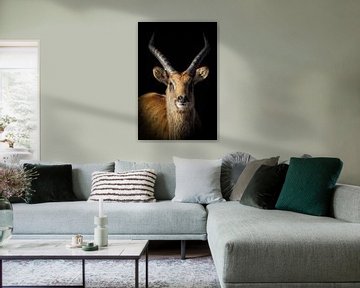 Portrait Antilope mit schwarzem Hintergrund