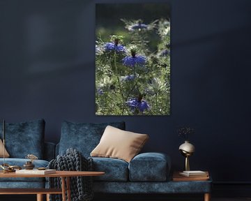 Nigella damascena, Mooie Blauwe Bloemen van Imladris Images