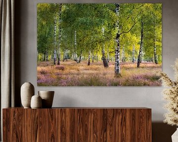 Heath and birches in the evening light by Daniela Beyer