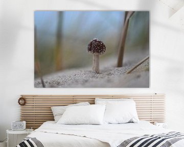 Mushroom on the North Sea beach by LukeTigch