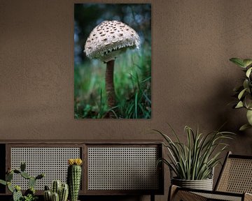 Champignon parasol sur Anita van Gendt