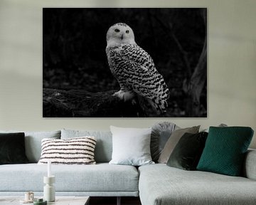 Snowy-Owl, Bubo scandiacus by Gert Hilbink