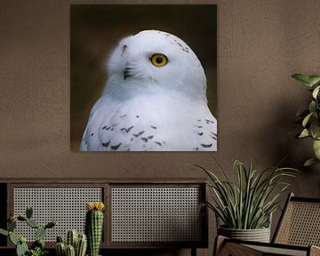 Schneeeule, Bubo scandiacus von Gert Hilbink