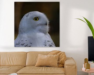 Snowy-Owl, Bubo scandiacus by Gert Hilbink