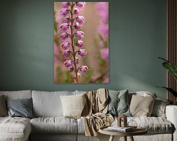 macro photo of purple heather flowers | fine art nature photo by Karijn | Fine art Natuur en Reis Fotografie