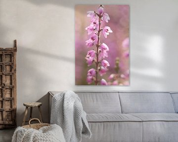 Ländliches Foto von Heidekrautblüten | Makrofotografie | Kunst-Naturfotografie