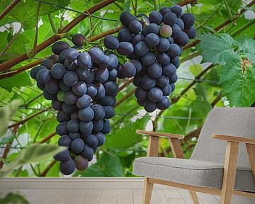 Large bunches of blue grapes in a Westland greenhouse by Gert van Santen