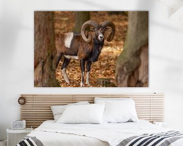 Mouflon (Ovis orientalis) by Gert Hilbink