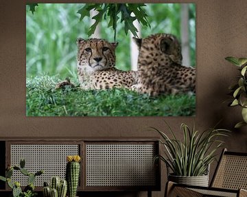 Oog in oog met een cheetah van Joachim Küster