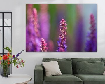 close-up of blue and purple sage blossoms with blurry background by Joachim Küster
