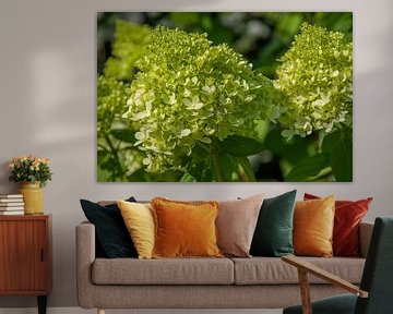 close up of the blossoms of a white and green hydrangea by Joachim Küster