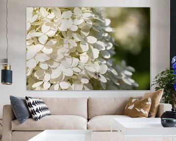 Close up of a shrub hydrangea by Joachim Küster