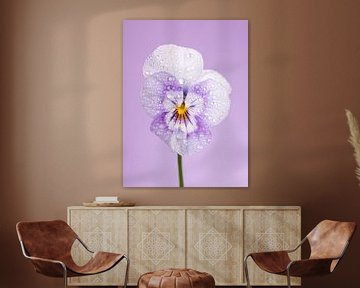 Een portret van een viooltje ( pastelkleur,  wit - paars met druppeltjes  ) van Marjolijn van den Berg