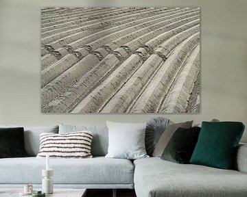 Symmetry in potato ridges on Noord-Beveland by Gert van Santen