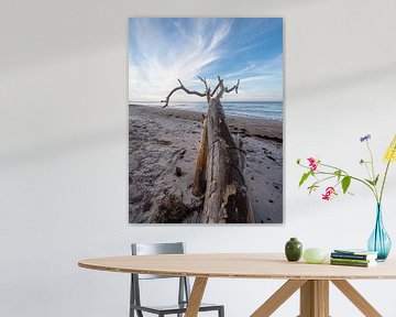 Tree trunk on the west beach on Fischland-Darß