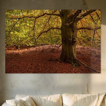 Trees with autumn coloured leaves on Fischland-Darß by Rico Ködder