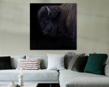 Bison, American Bison by Gert Hilbink