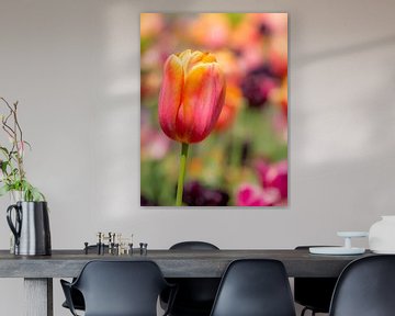 Tulp in het bloembed van ManfredFotos