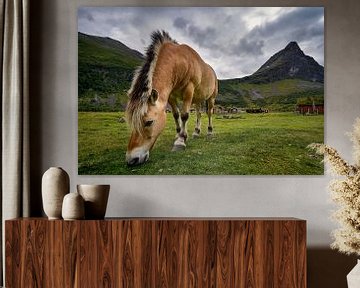 Paarden grazen in Romedalen, Noorwegen van qtx