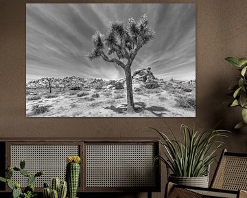 Joshua Tree National Park in Californië | Monochroom van Melanie Viola