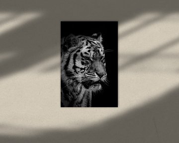 Porträt eines Tigers in schwarz-weiß