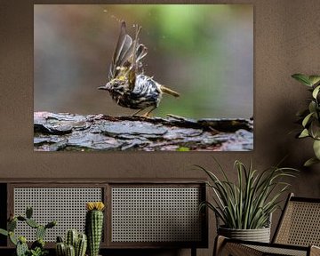 Bathing goldcrest by Michelle Peeters