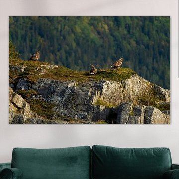 Beautiful sea eagles in Norway.