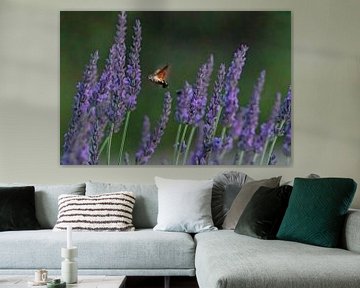 Hummingbird butterfly between the lavenders by Michelle Peeters