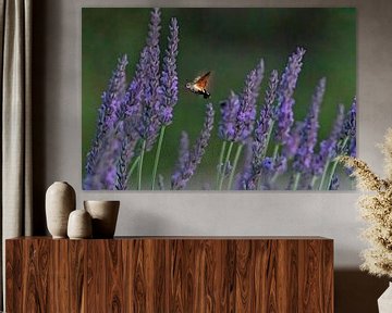 Kolibri-Schmetterling zwischen Lavendel