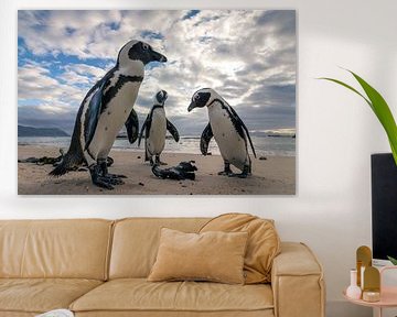 Small population of gentoo penguins at Water's Edge Beach by Marjolein Fortuin