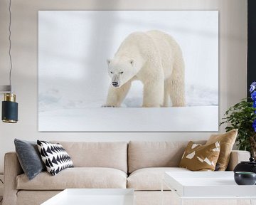 Polar bear portrait by Sven Scraeyen