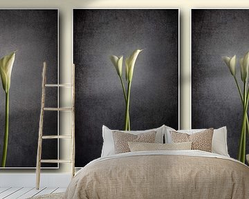 Triptych of Arum by Diana Mieras