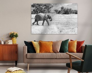 Wüstenelefant in schwarz-weiß