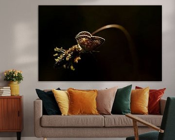 Schmetterling in schönem Licht von Diana Mieras