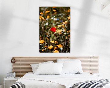 Roter Mohn in einem Feld gelber Blumen | Naturfotografie Kunstdruck von AIM52 Shop