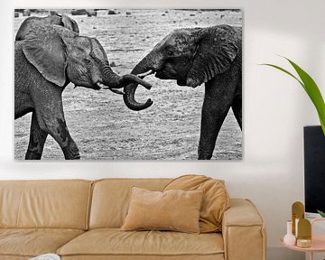 Junge männliche Elefanten beim Kräftemessen von Daniel Menrad