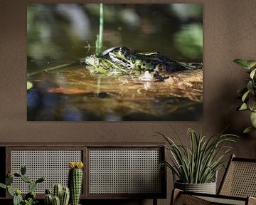 Mating frogs in the sunlight by Marianne van den Bogaerdt