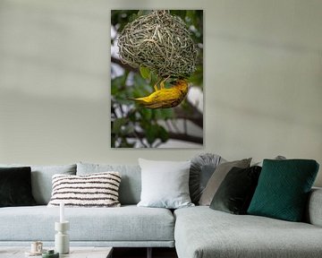 Kaapse wevervogel van Andreas Jansen