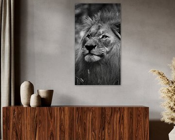 A Lions expression van Foto Studio Labie