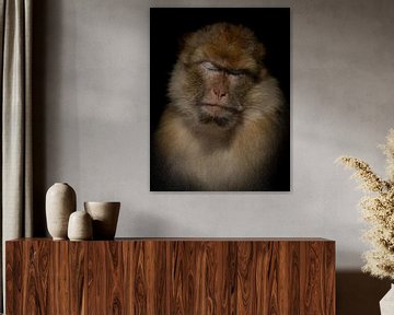 Berber Monkey oogjes gesloten van Foto Studio Labie