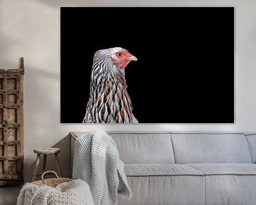 Portrait d'un poulet Brahma couleur saumon sur Jolanda de Jong-Jansen
