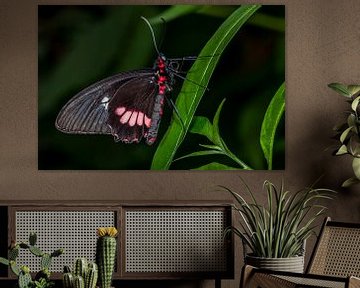 Tropische vlinder van Els Oomis