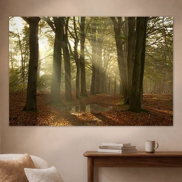 Schöne Sonnenharfen im schönen Zoomland