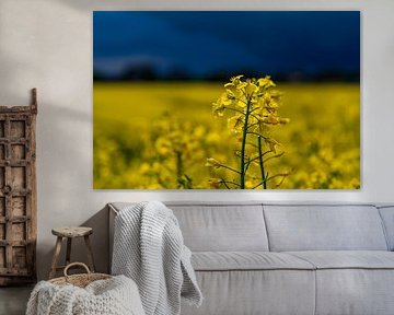 Rape blossom after the thunderstorm rain by Felix Marx