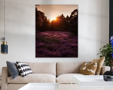 Purple heather by Roos Zanderink