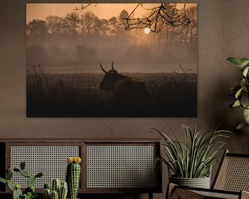 Hooglander koe zonsopgang van Roos Zanderink